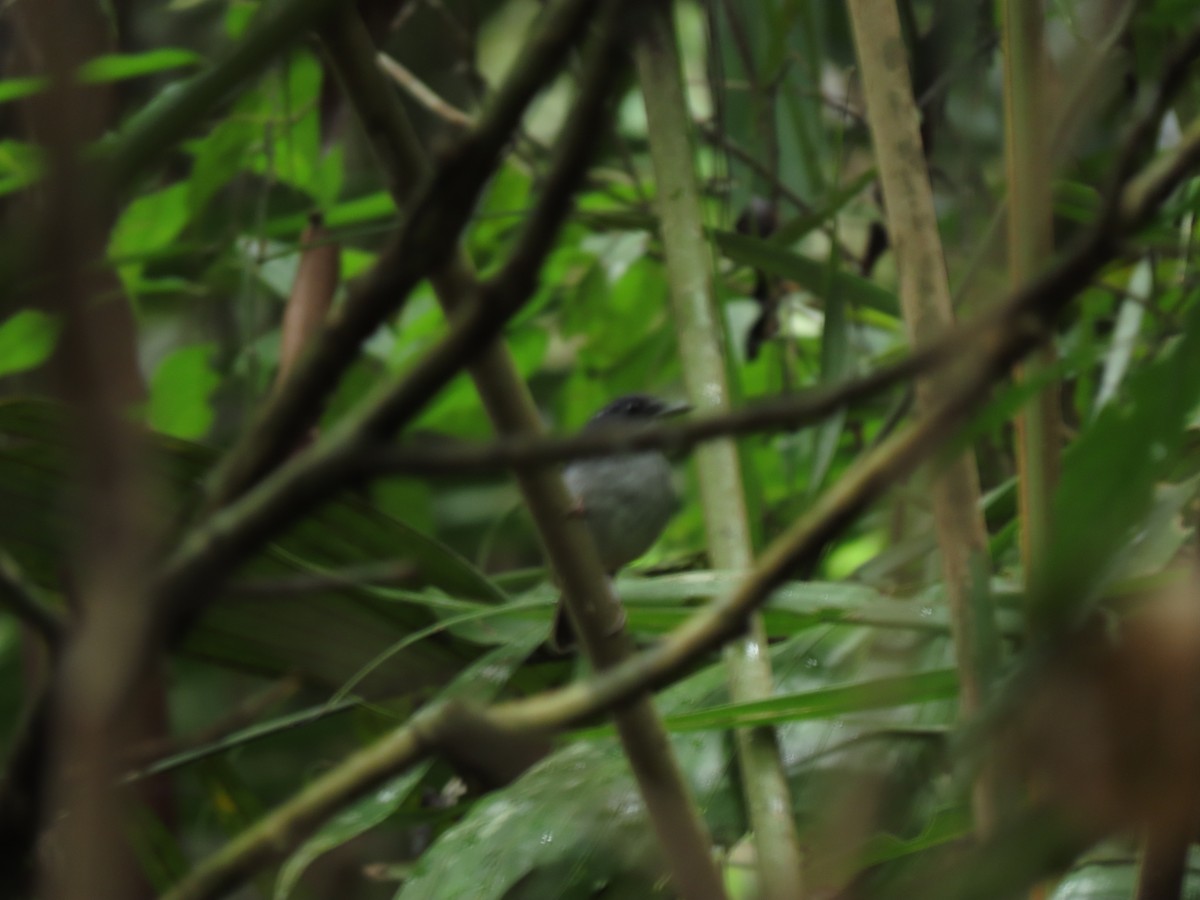 Little Slaty Flycatcher - ML609481360