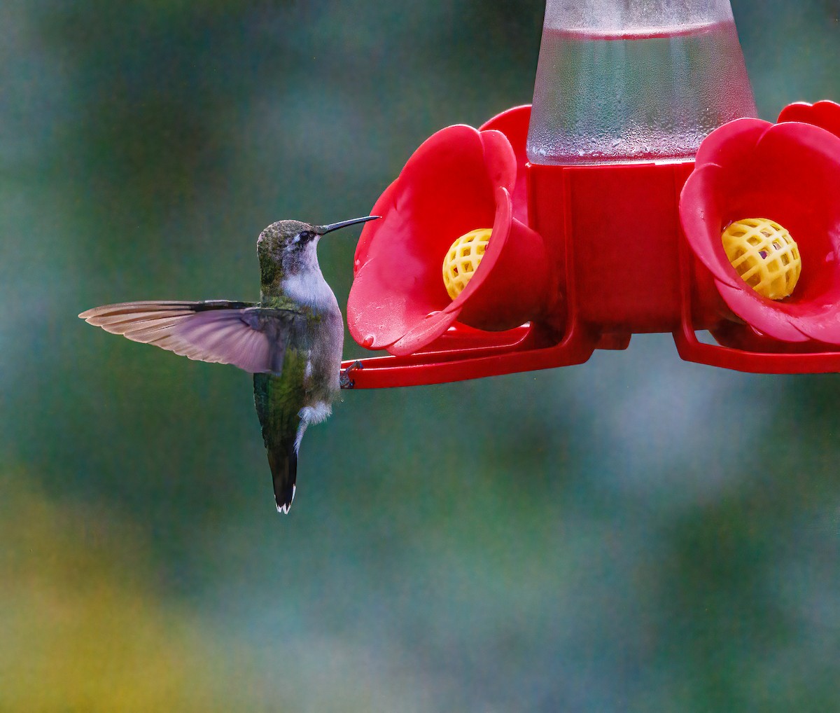 Ruby-throated Hummingbird - Debbie Lombardo