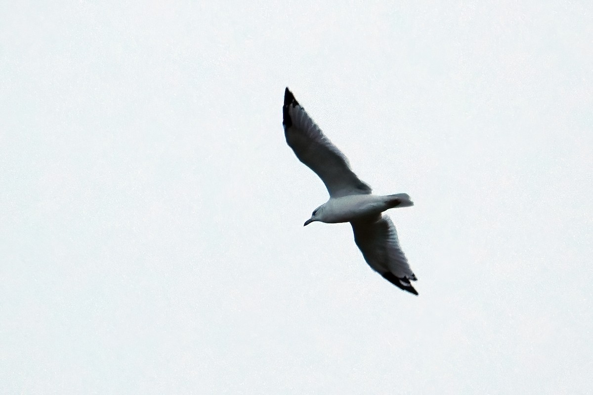 Ring-billed Gull - ML609481396