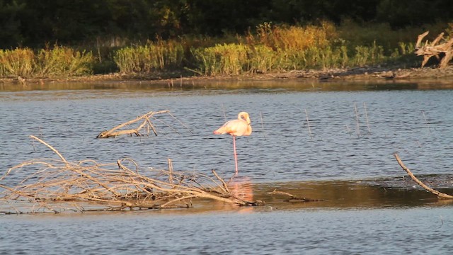 American Flamingo - ML609481418