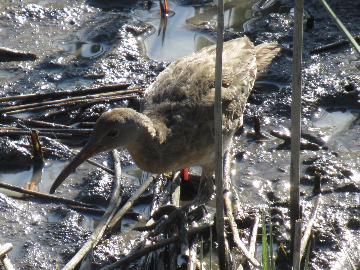 Clapper Rail - ML609481738