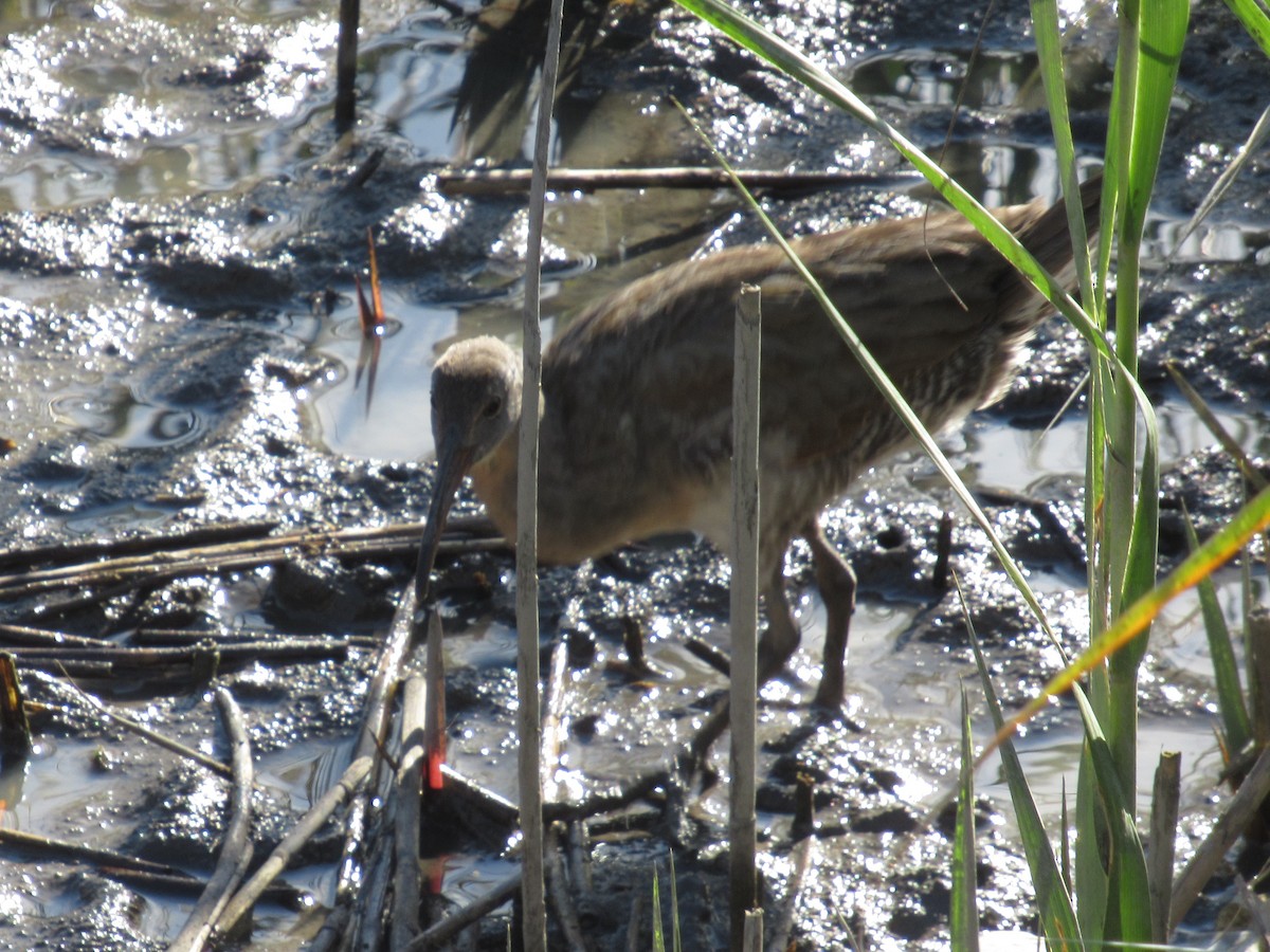 Clapper Rail - ML609481739