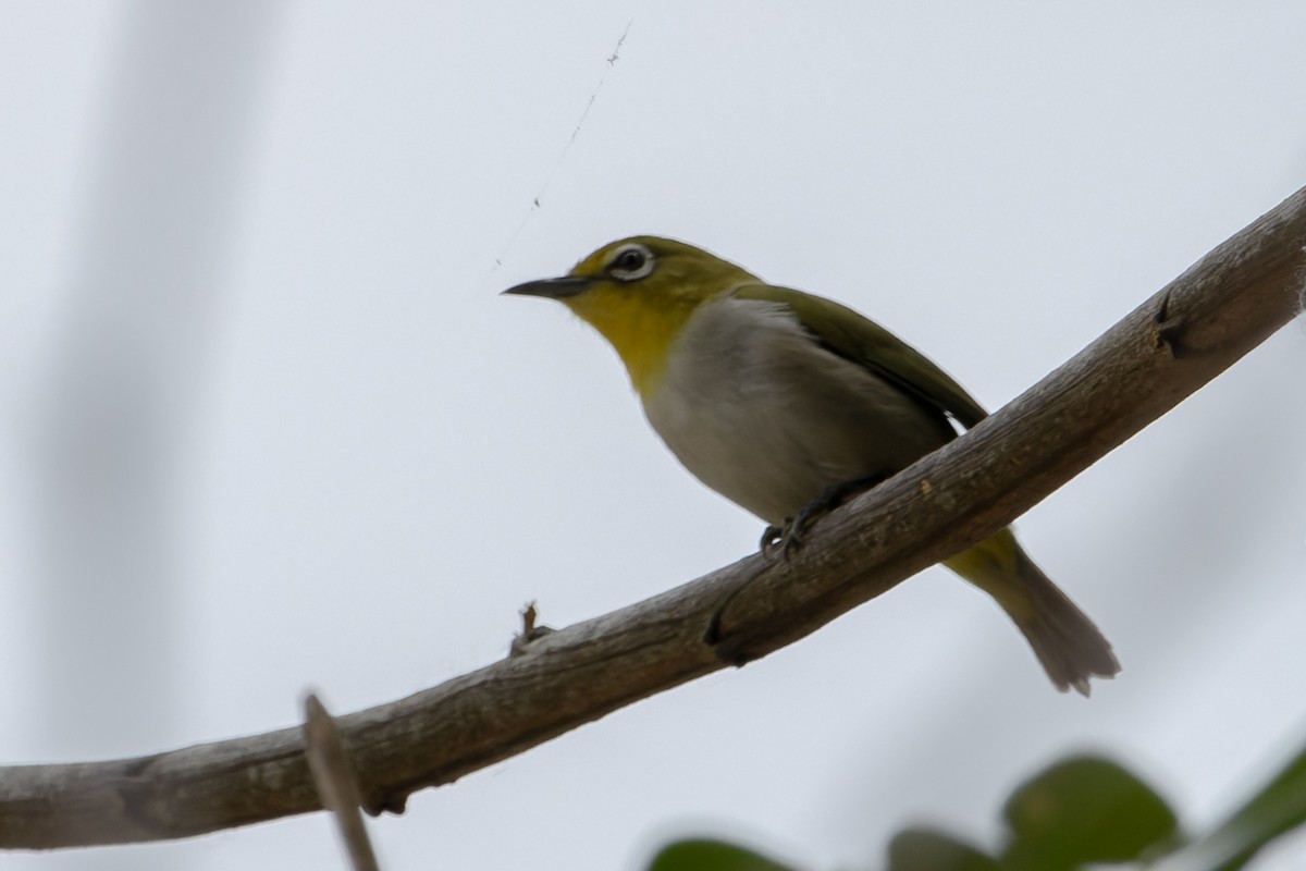 Lowland White-eye - ML609481862