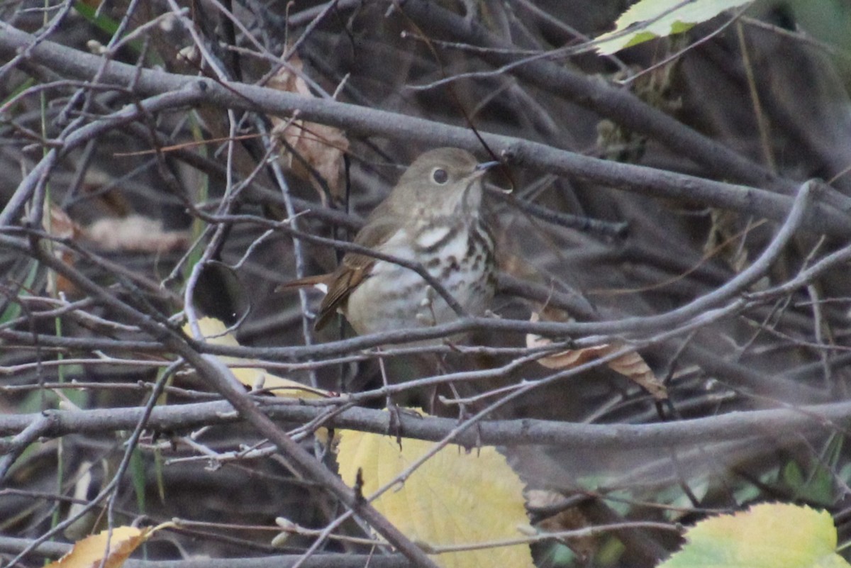 Swainson's Thrush - ML609481884