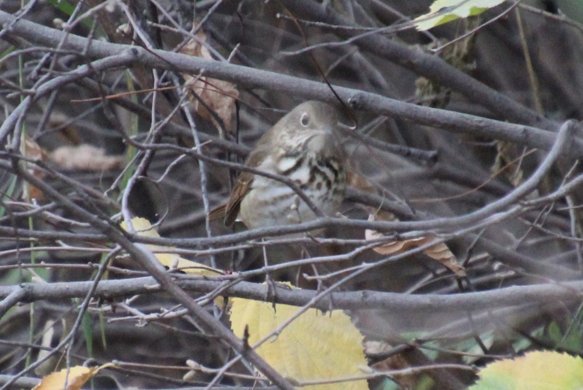 Swainson's Thrush - ML609481890