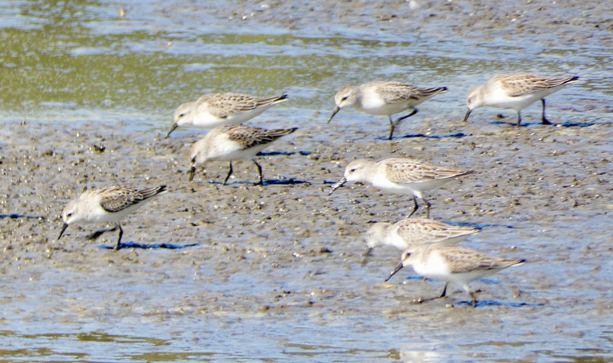 Bergstrandläufer - ML609481918