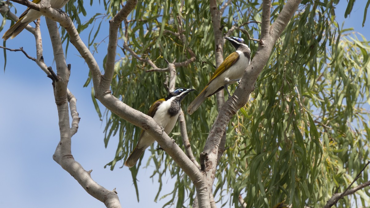 Blue-faced Honeyeater - David Newell