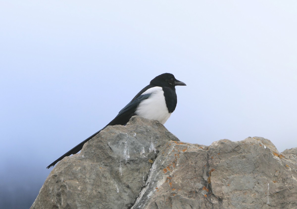 Black-billed Magpie - ML609482042