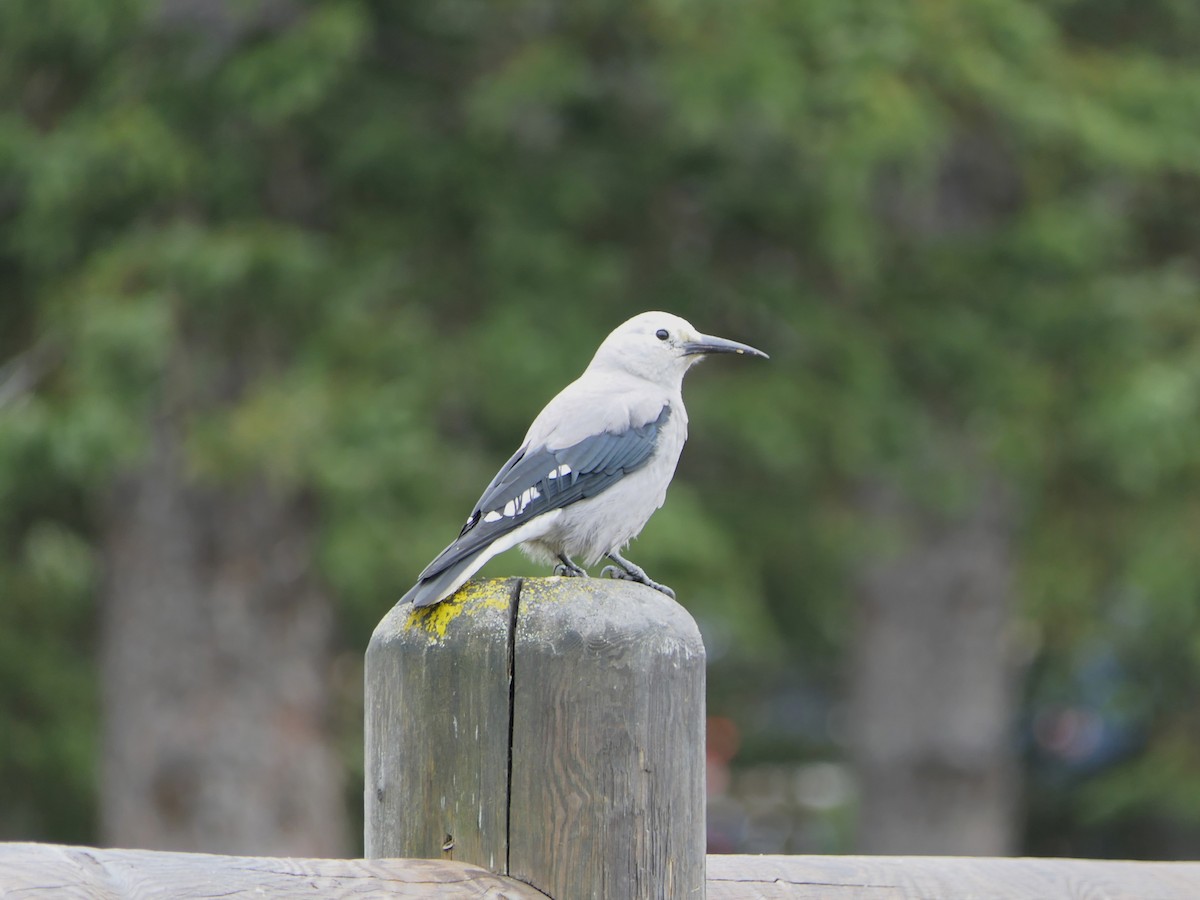 Clark's Nutcracker - ML609482051