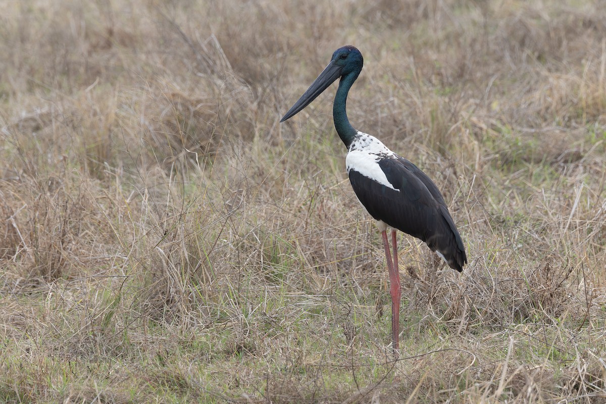 Black-necked Stork - David Newell