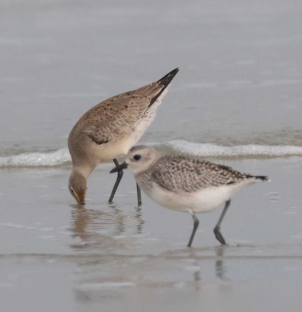 Hudsonian Godwit - ML609482283