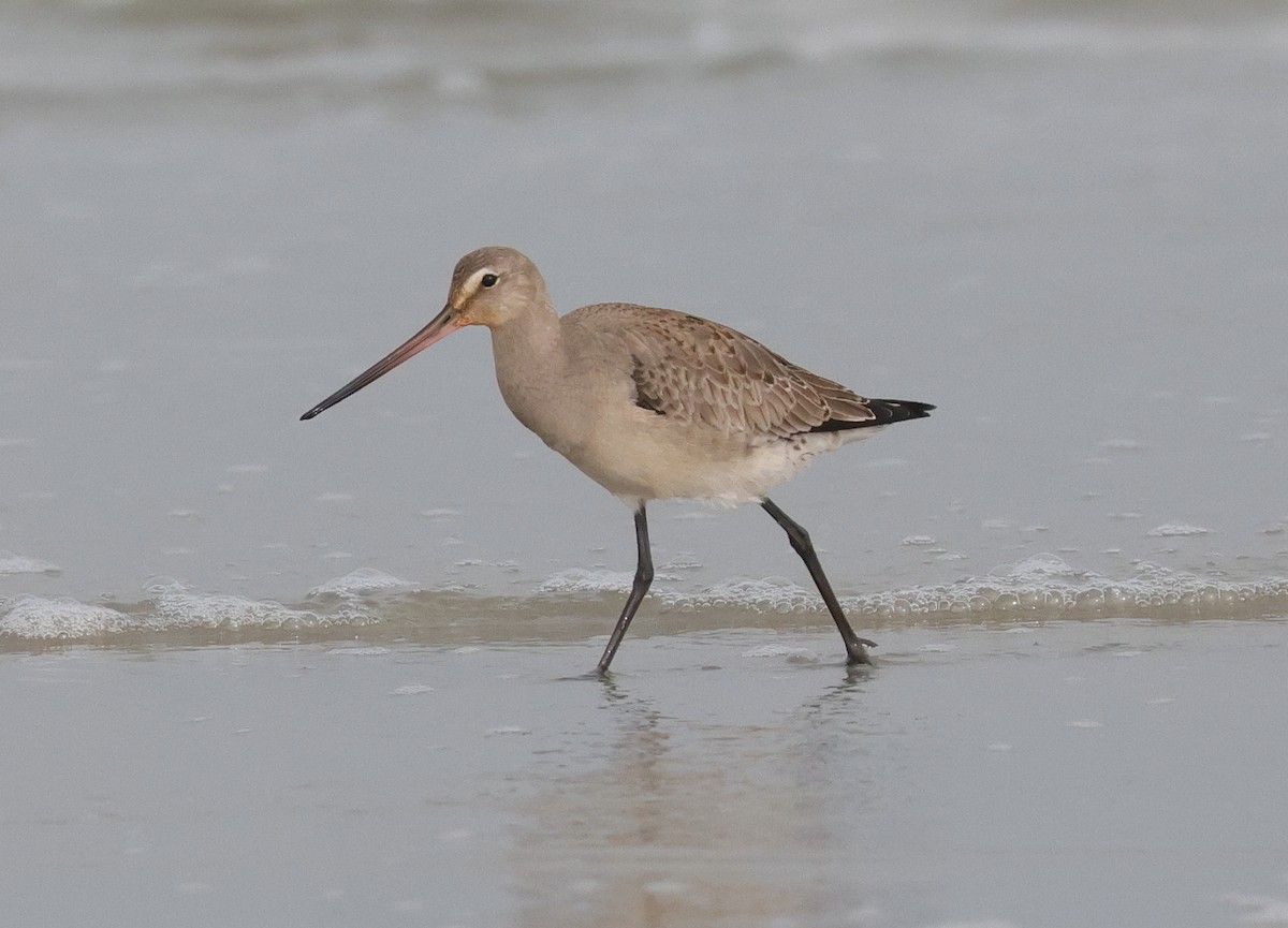 Hudsonian Godwit - ML609482286