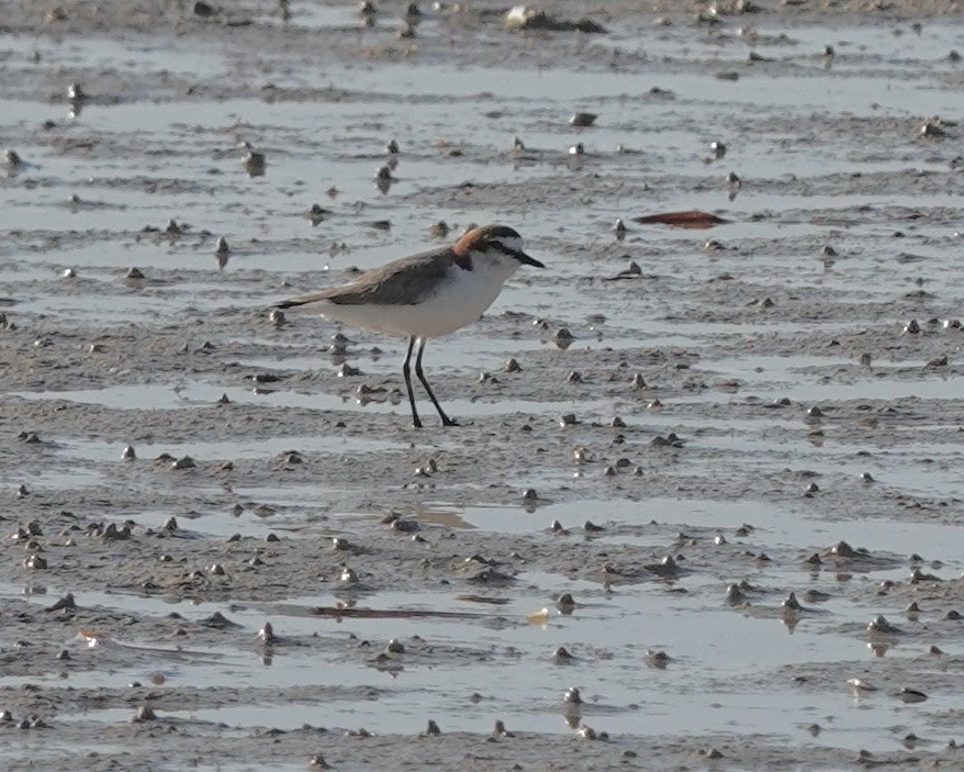 Red-capped Plover - ML609482287