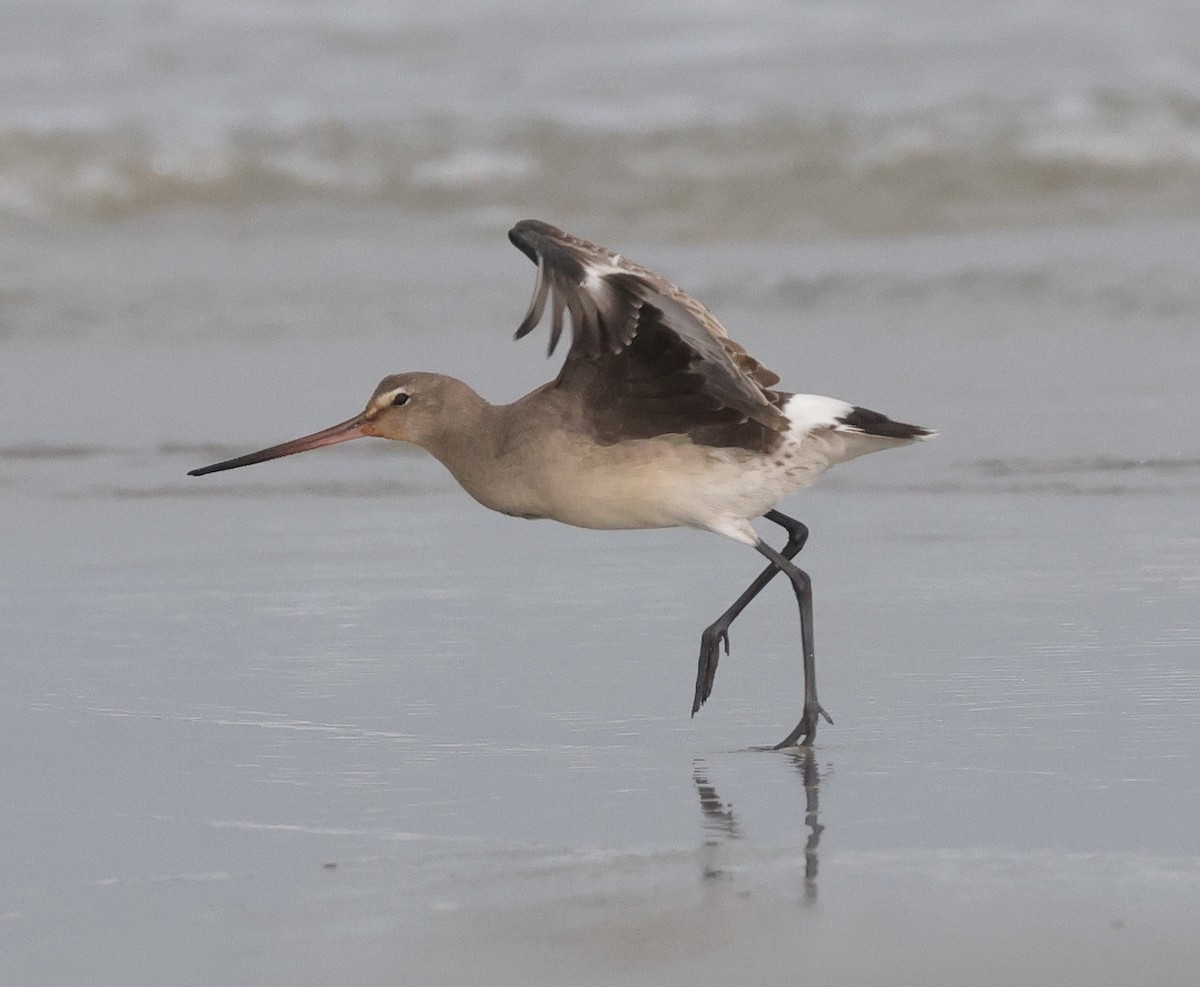 Hudsonian Godwit - ML609482288