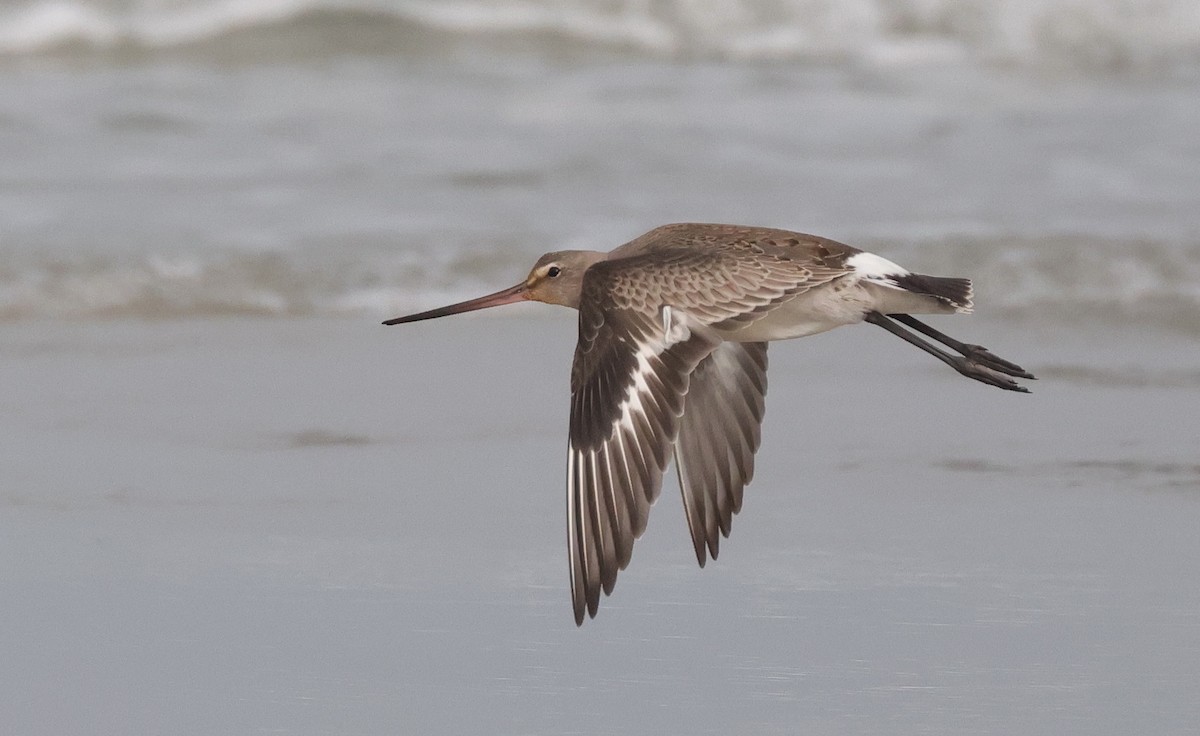 Hudsonian Godwit - ML609482289