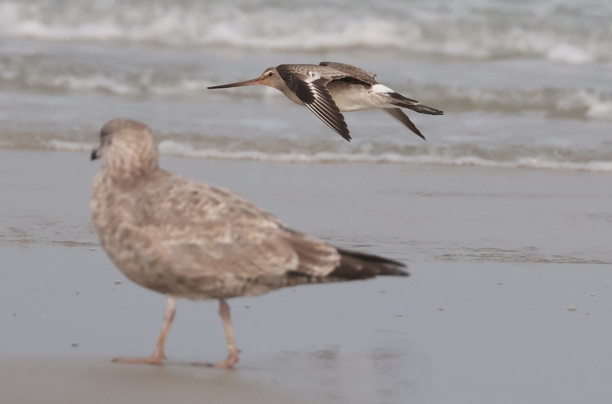 Hudsonian Godwit - ML609482290