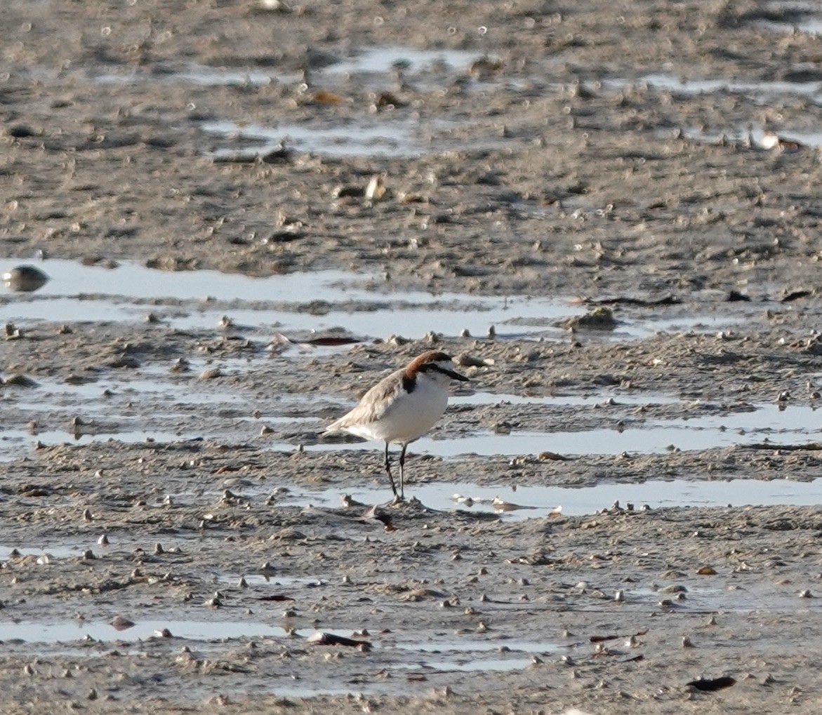 Red-capped Plover - ML609482291