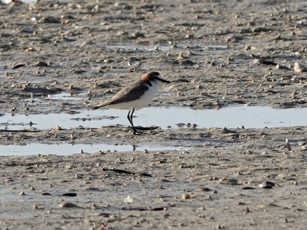 Red-capped Plover - ML609482293