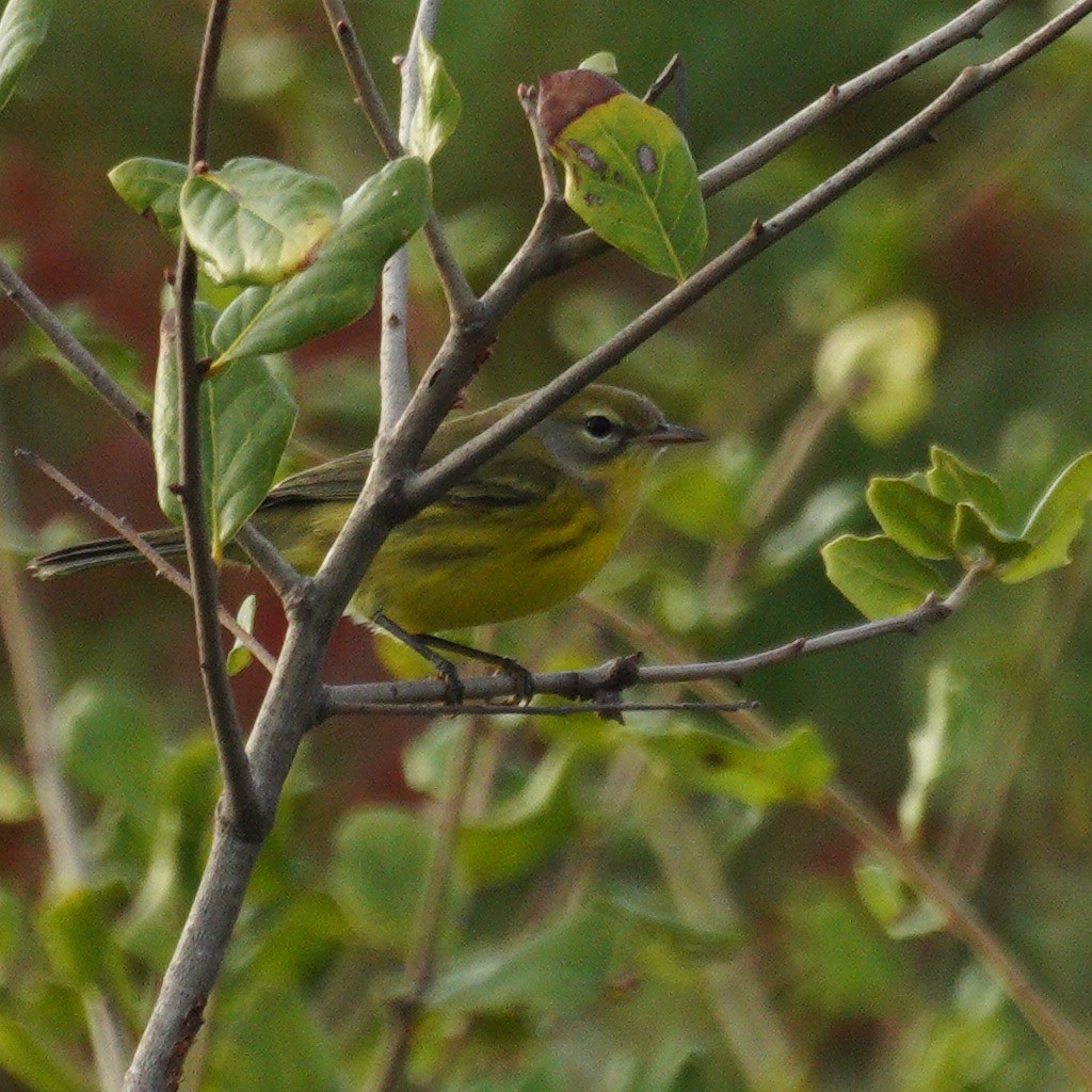 Prairie Warbler - ML609482339