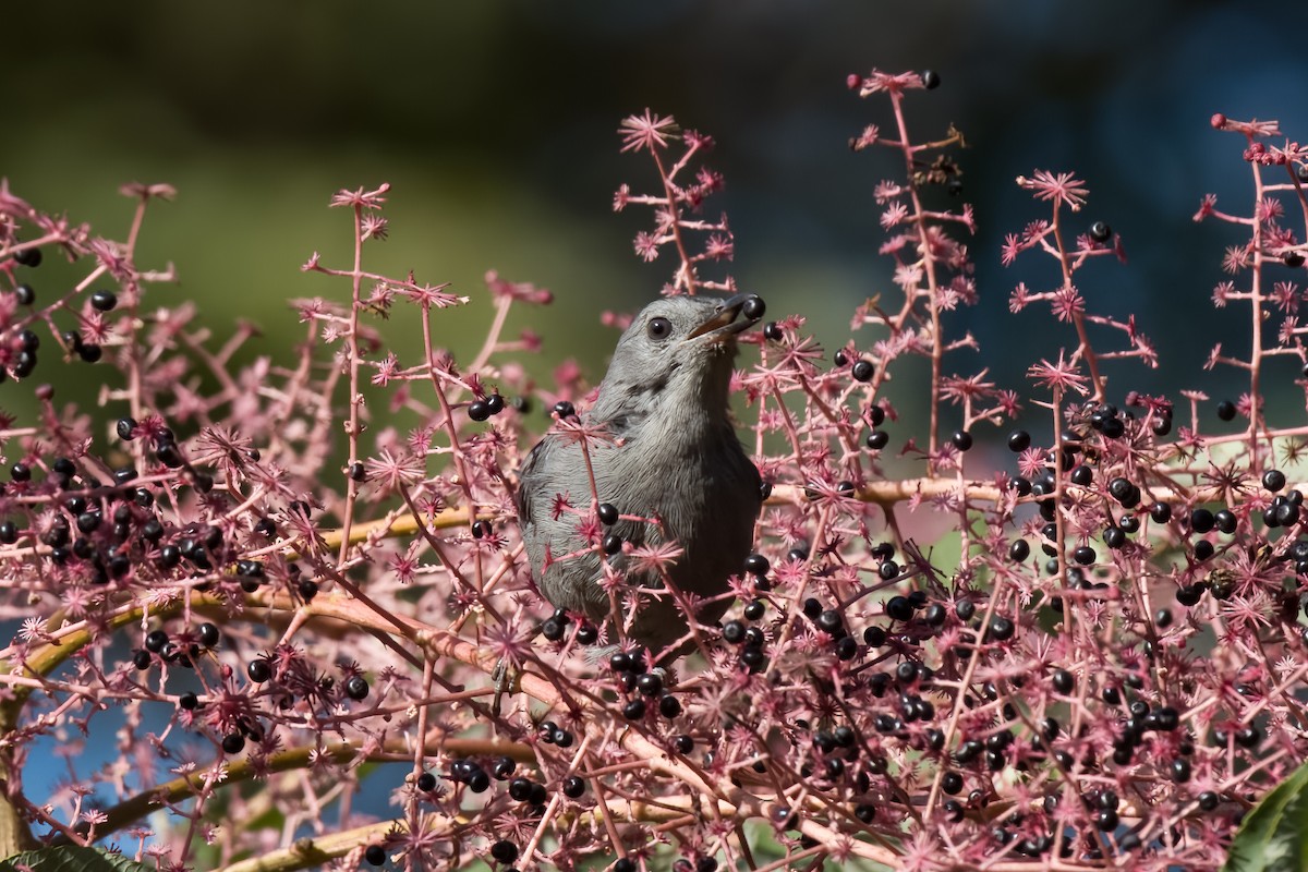 Gray Catbird - Carl Bespolka