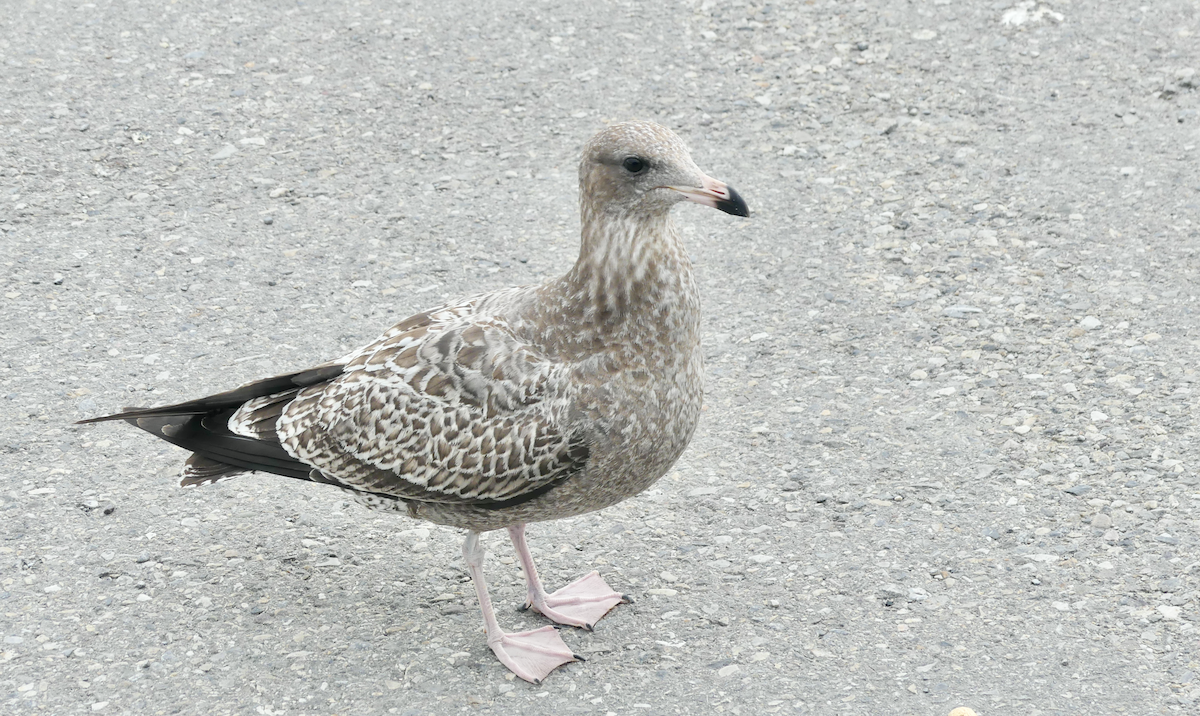 California Gull - ML609482346