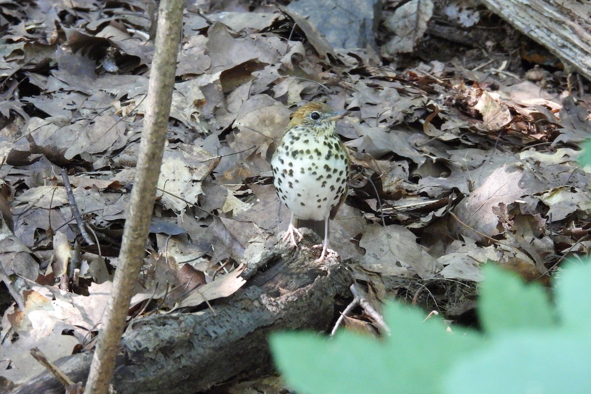 Wood Thrush - ML609482359