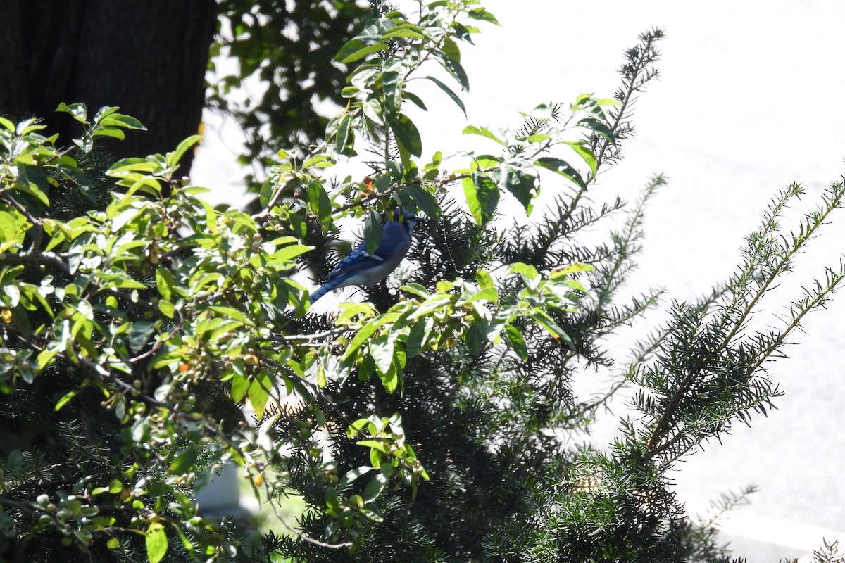 Blue Jay - ML609482377