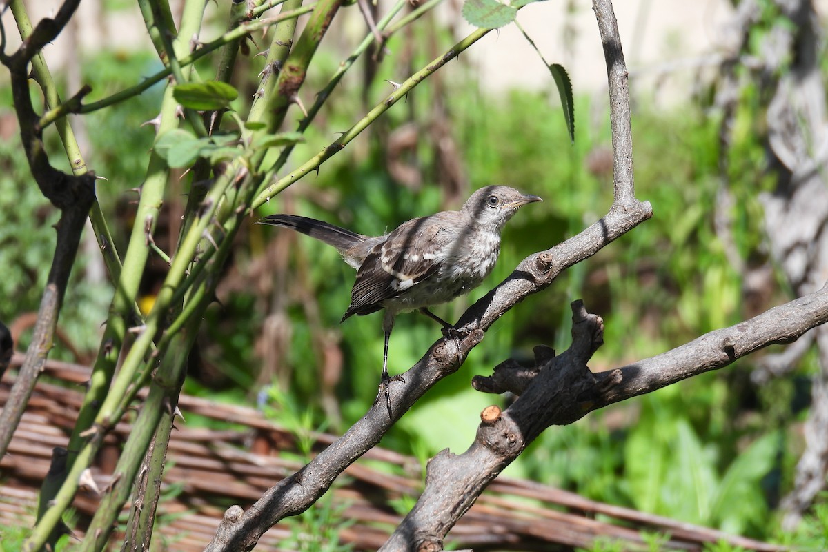 Northern Mockingbird - ML609482425