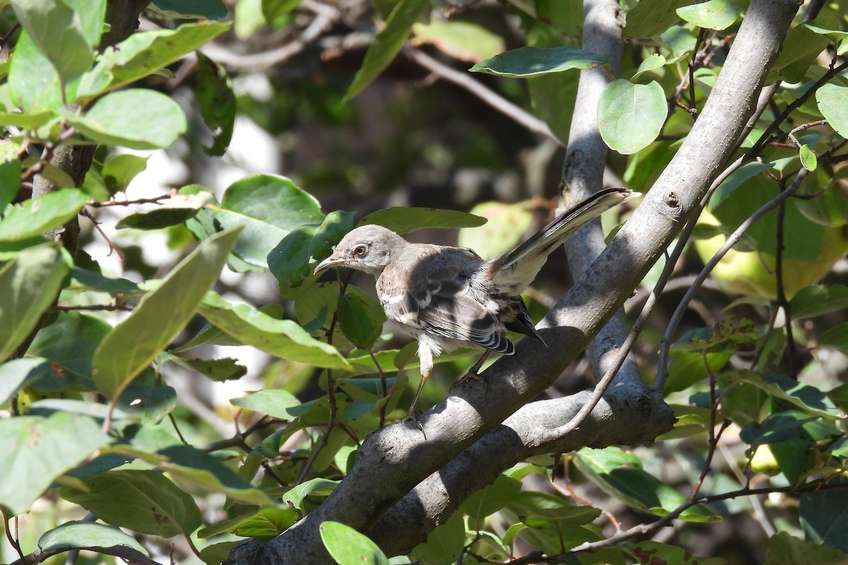 Northern Mockingbird - ML609482426