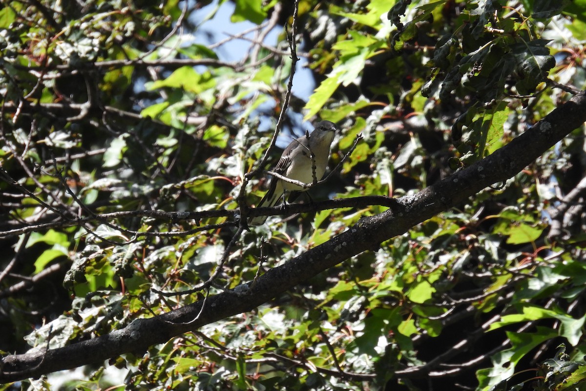 Northern Mockingbird - ML609482427