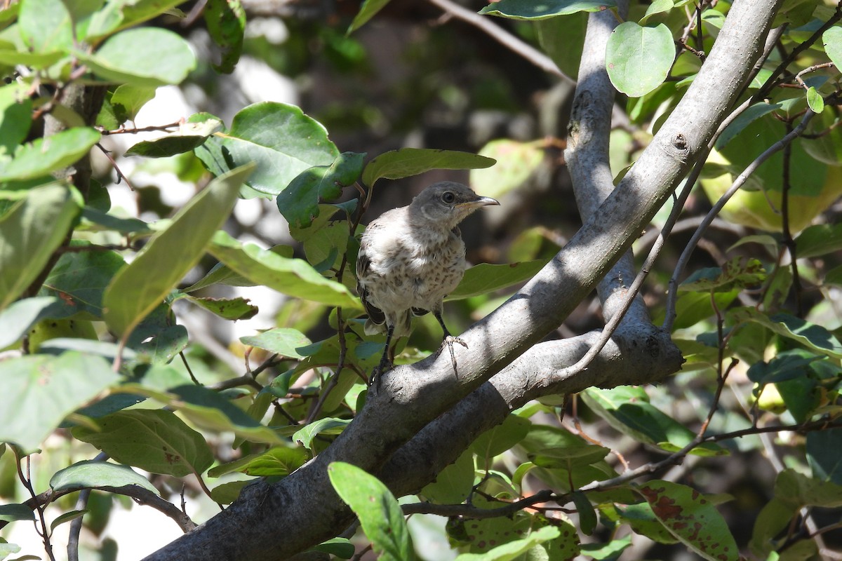 Northern Mockingbird - ML609482428