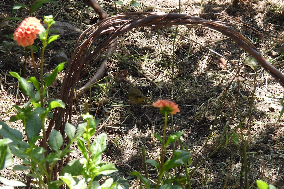 Common Yellowthroat - ML609482436