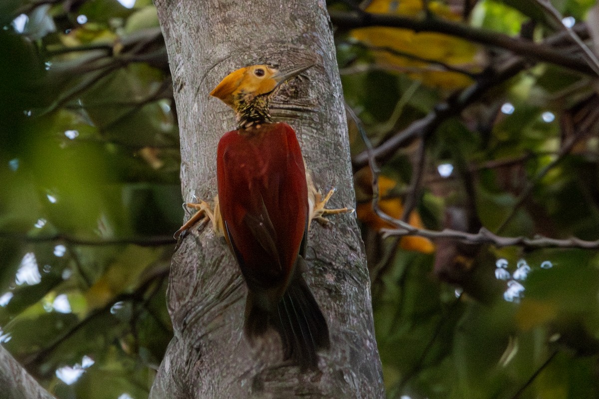 Yellow-faced Flameback - ML609482483