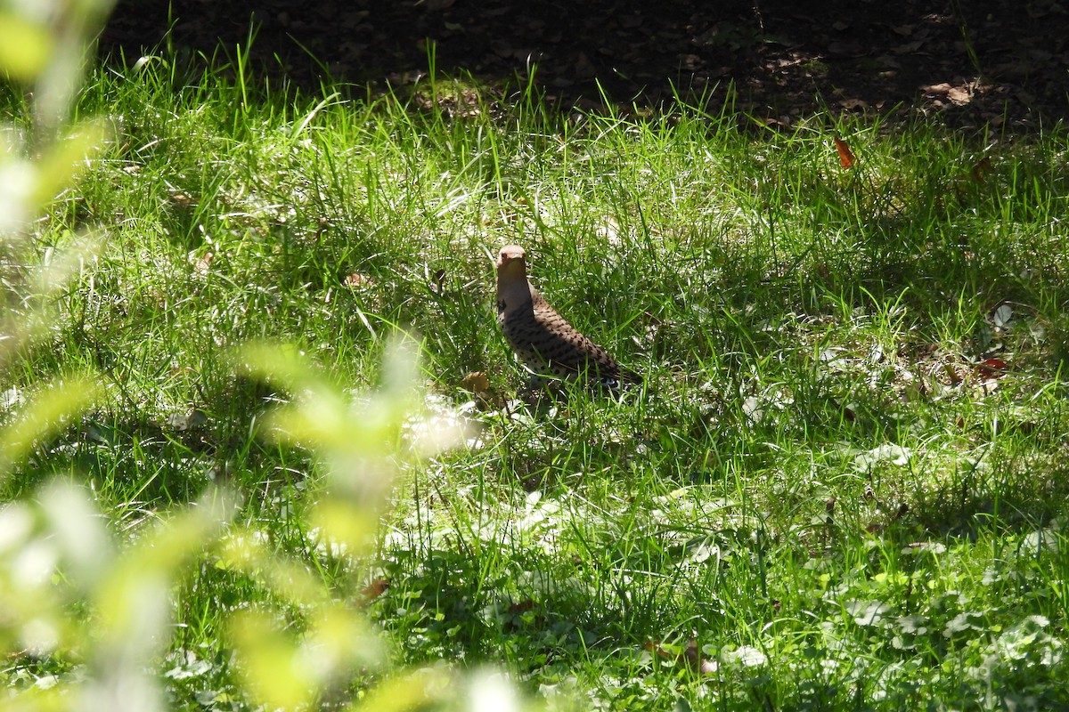 Northern Flicker - ML609482485