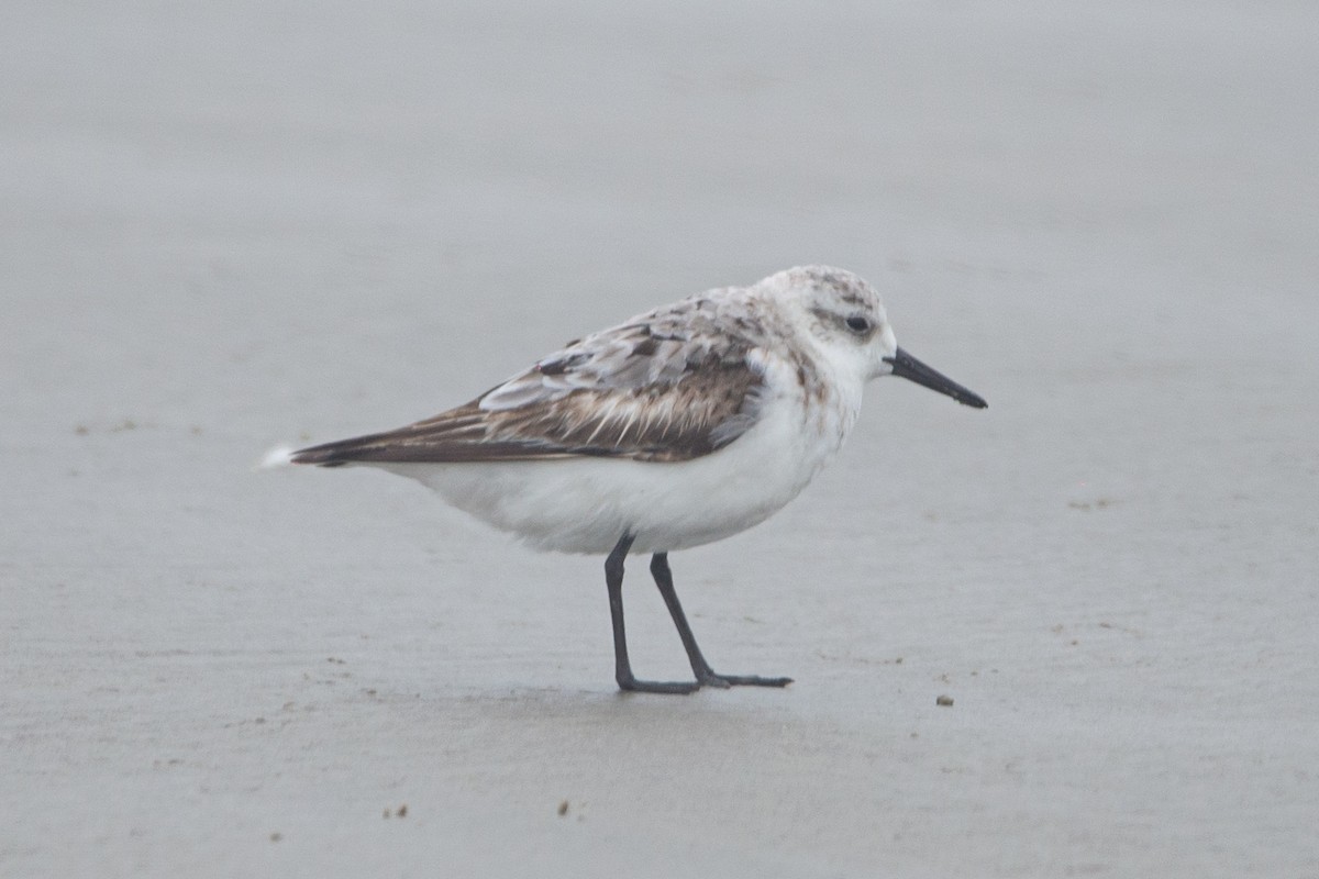 Bécasseau sanderling - ML609482509