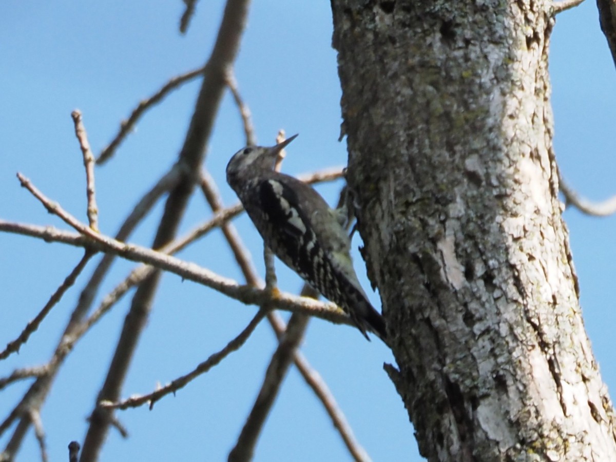 Yellow-bellied Sapsucker - ML609482529