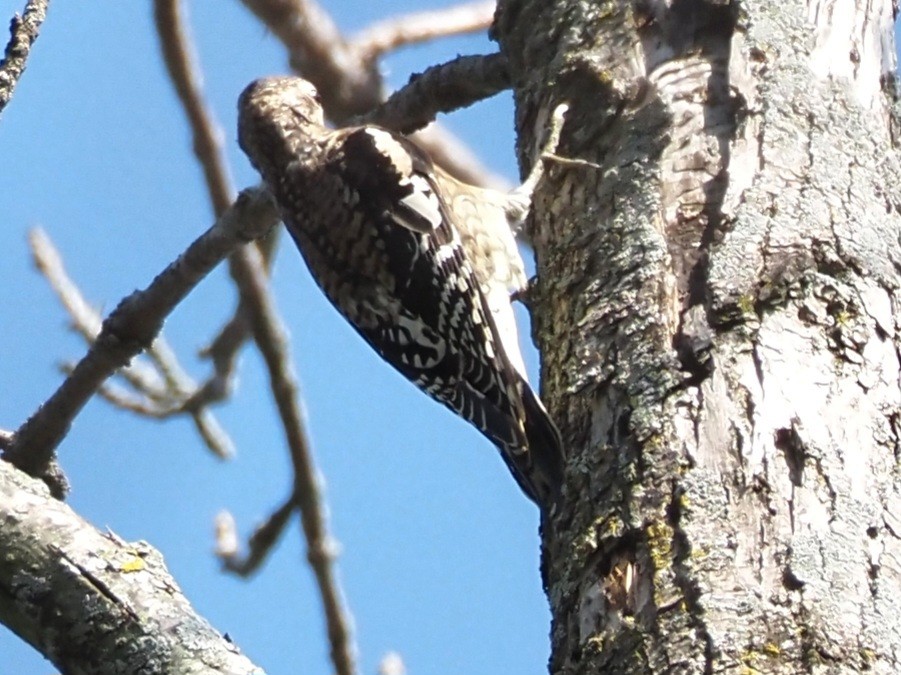 Yellow-bellied Sapsucker - ML609482530