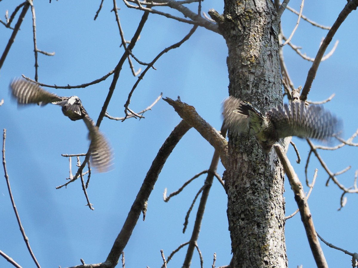 Yellow-bellied Sapsucker - ML609482531