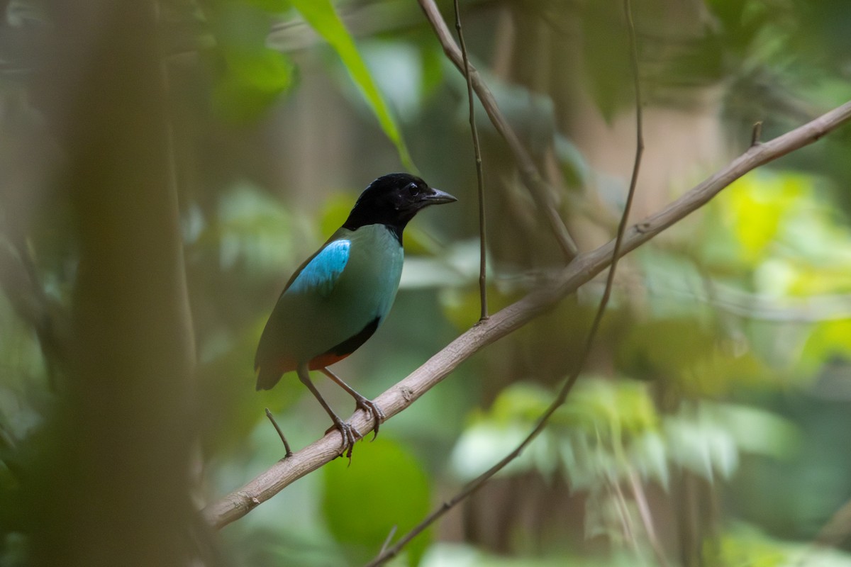 Western Hooded Pitta - Enrico Legaspi