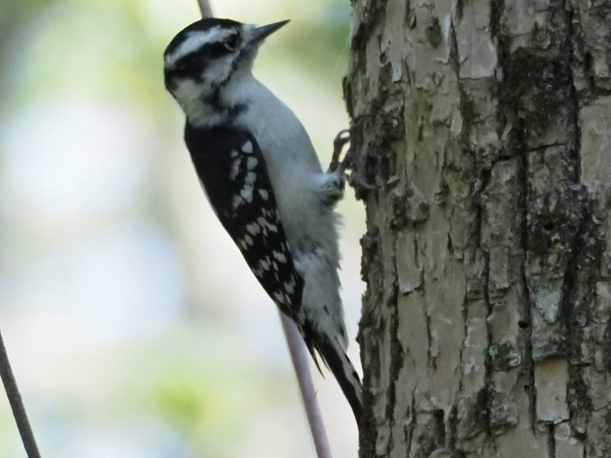 Downy Woodpecker - Jonine Dewitte