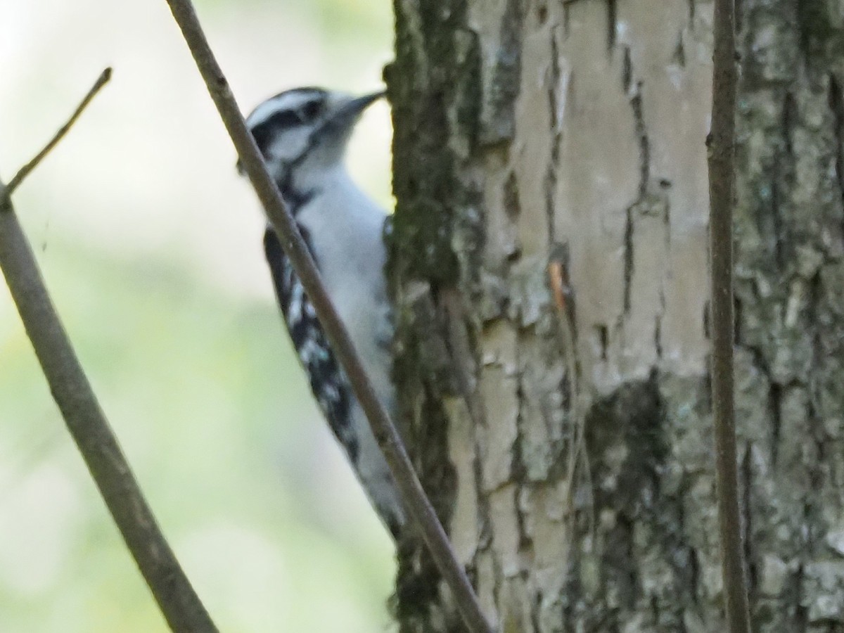 Downy Woodpecker - ML609482551