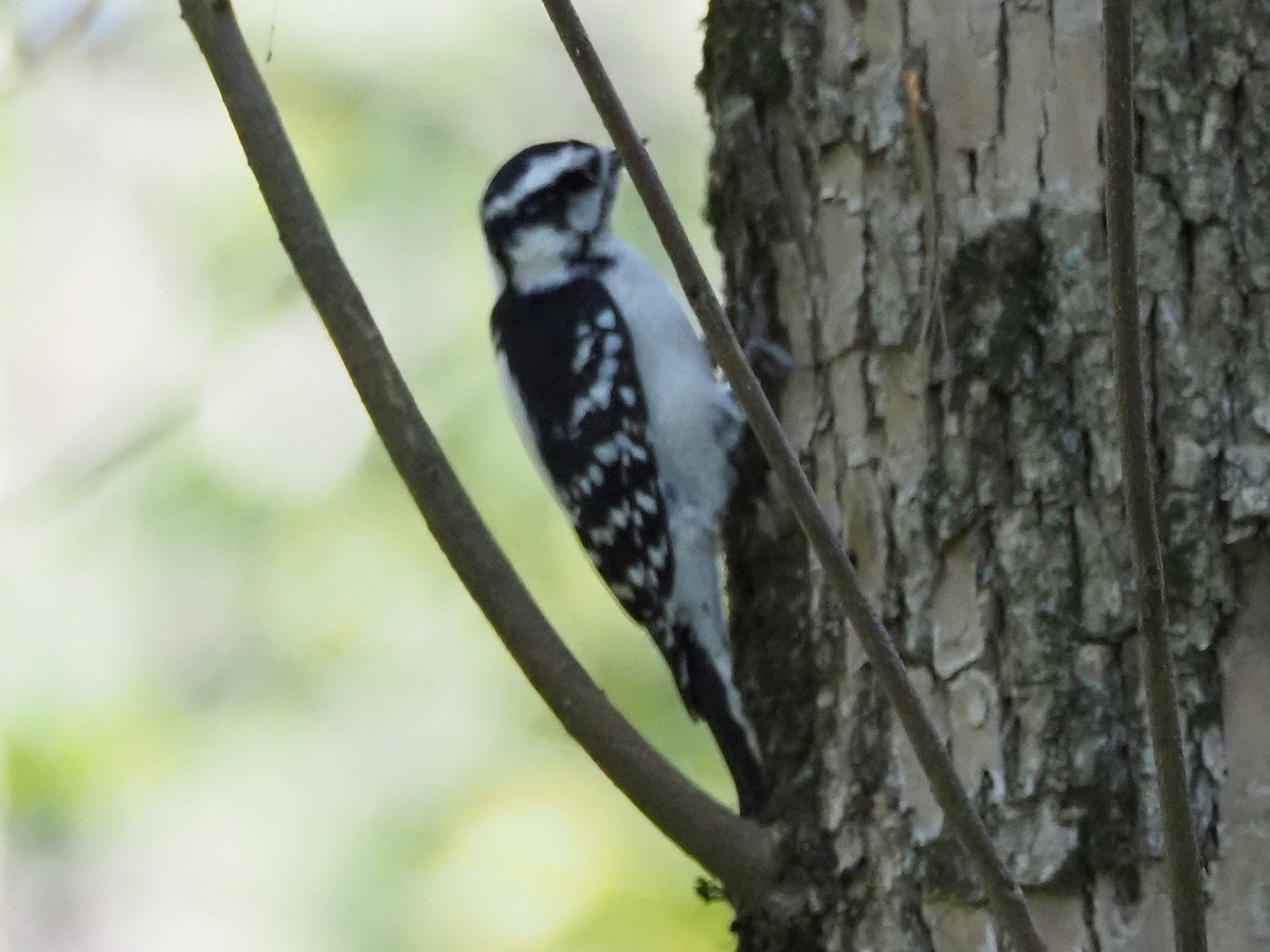 Downy Woodpecker - ML609482552