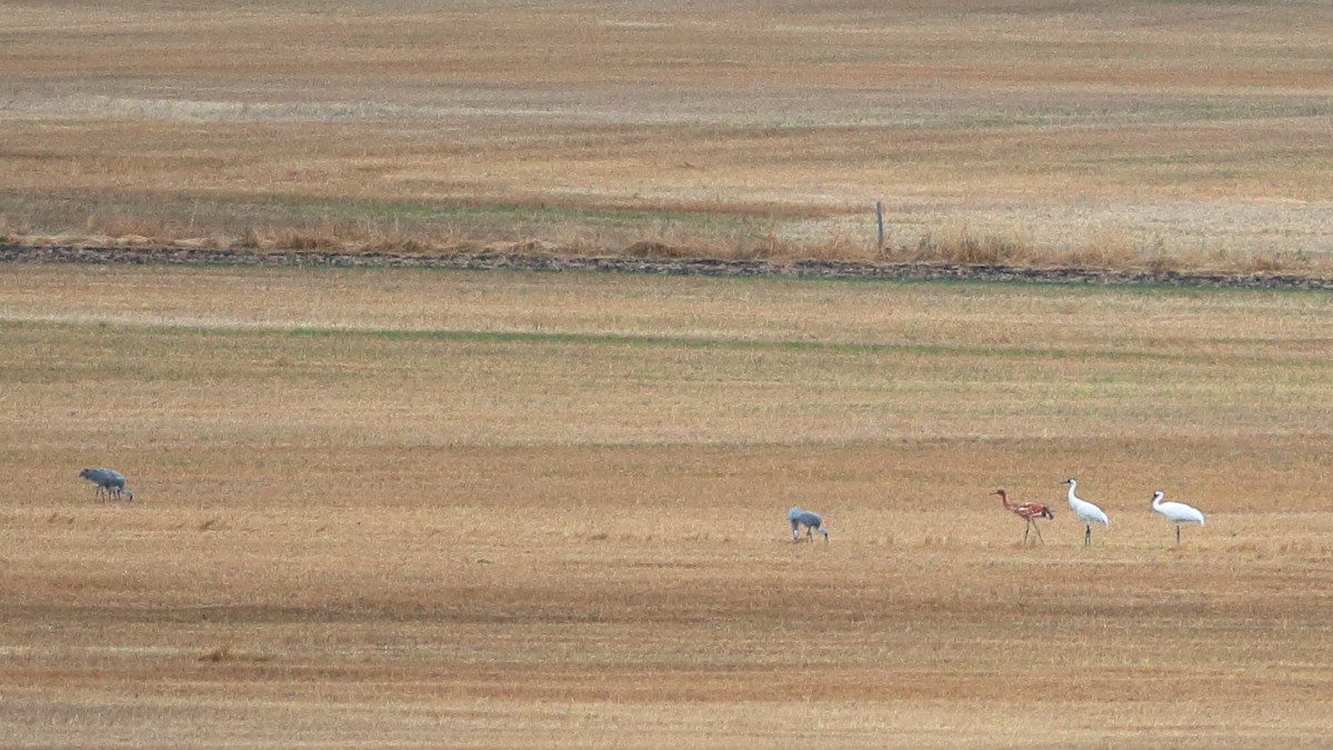 Whooping Crane - ML609482569