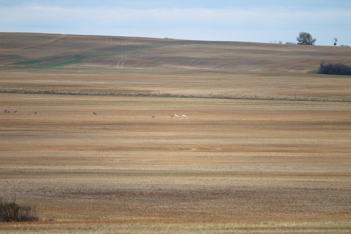 Whooping Crane - ML609482570