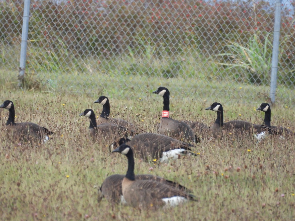 Cackling Goose - Suzy Wright