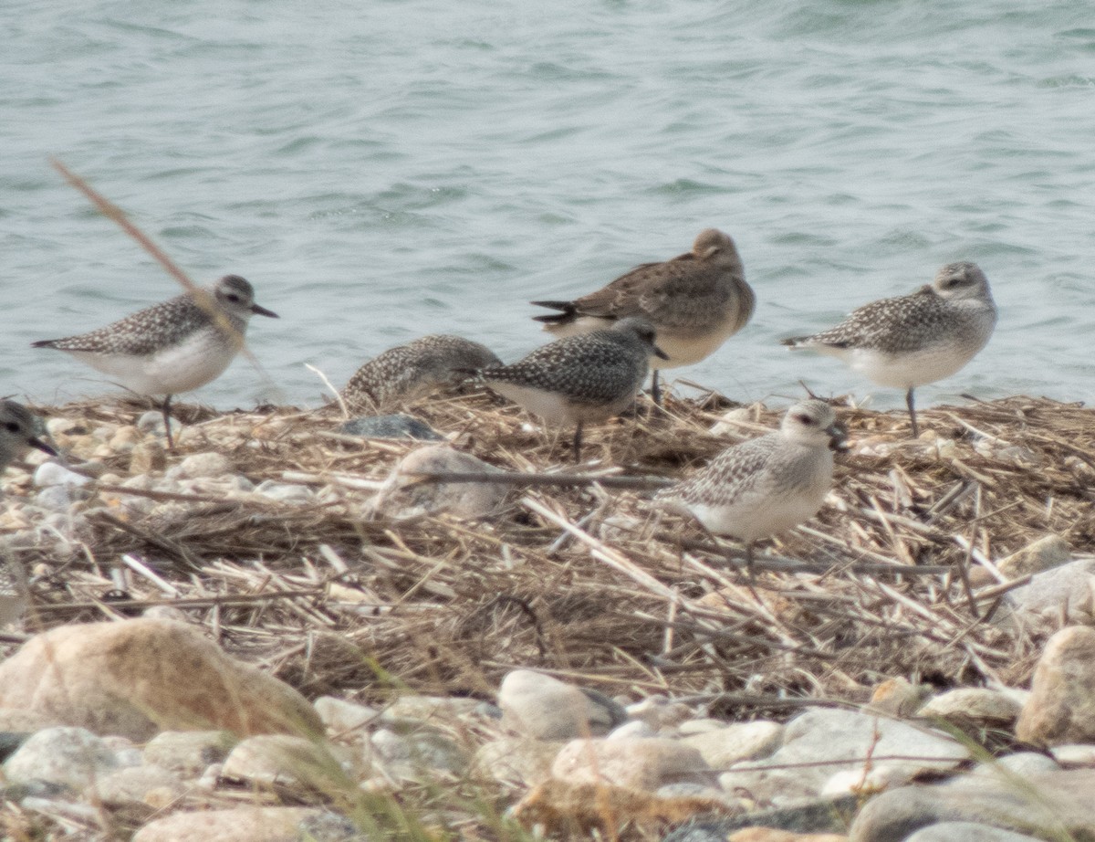 Hudsonian Godwit - ML609482660