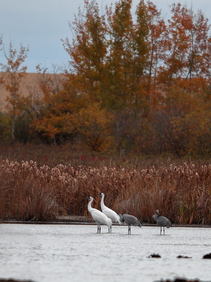 Whooping Crane - ML609482721