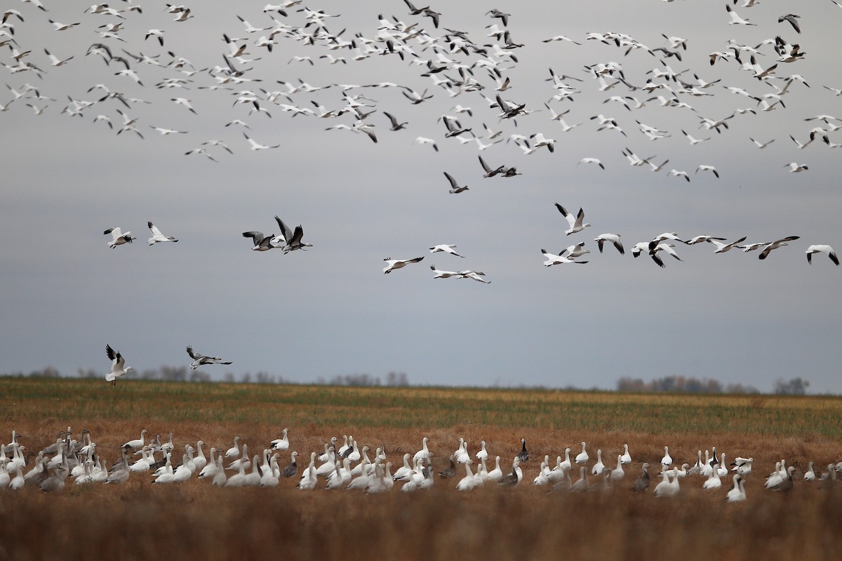 Цасны галуу - ML609482736