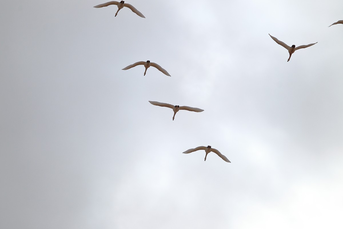 Гунгар хун - ML609482814