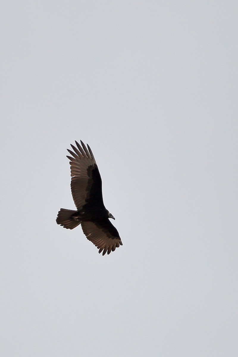Turkey Vulture - ML609482885